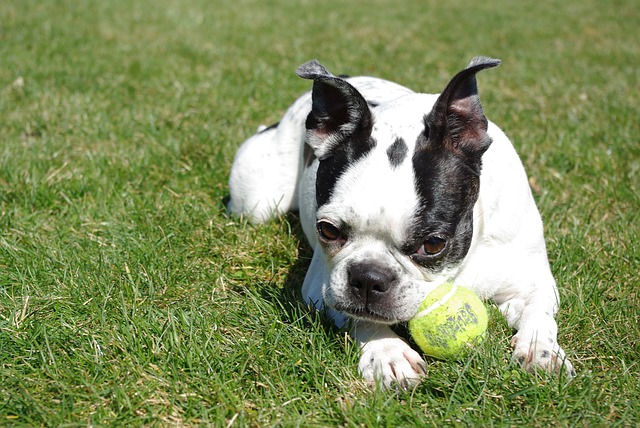 Fiche pratique chien Boston Terrier