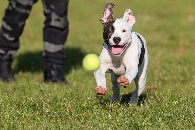 Fiche pratique chien Bouledogue américain