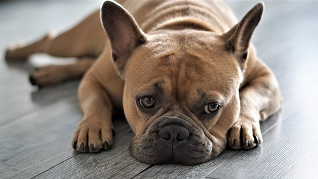 Fiche pratique chien Bouledogue Français