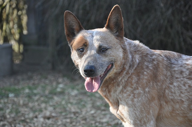 Fiche pratique chien Bouvier australien