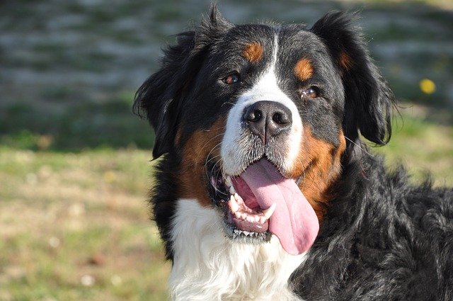 Fiche pratique chien Bouvier bernois