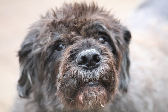 Fiche pratique chien Bouvier des Flandres