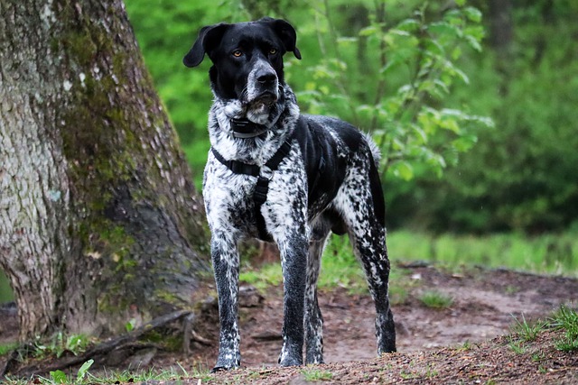 Fiche pratique chien Braque allemand