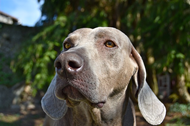 Fiche pratique chien Braque de Weimar