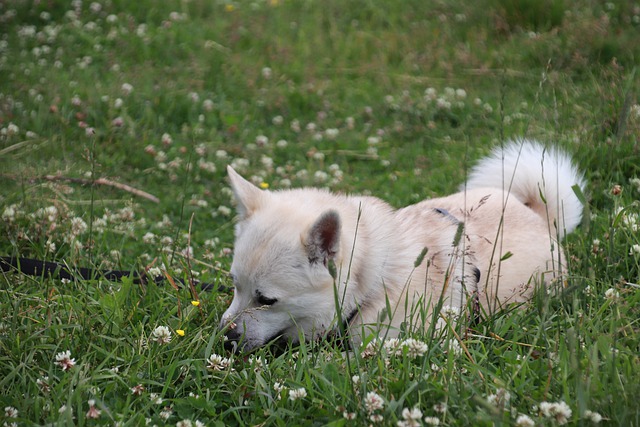 Fiche pratique chien Buhund norvégien