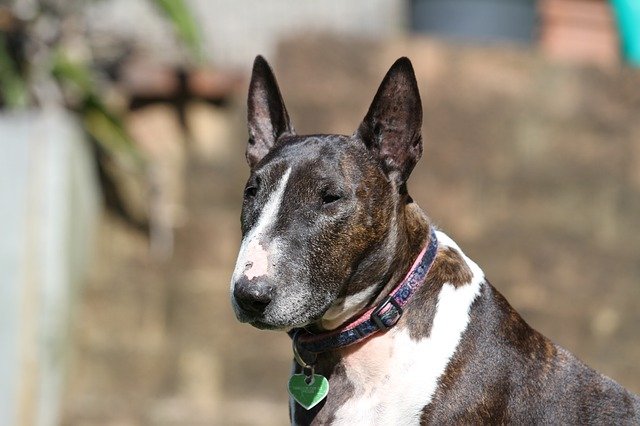 Fiche pratique chien Bull Terrier