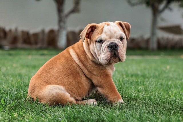 Fiche pratique chien Bulldog anglais