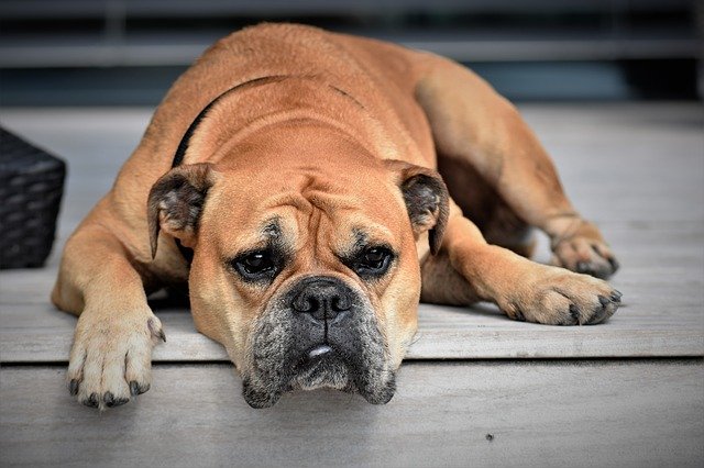 Fiche pratique chien Bulldog Continental