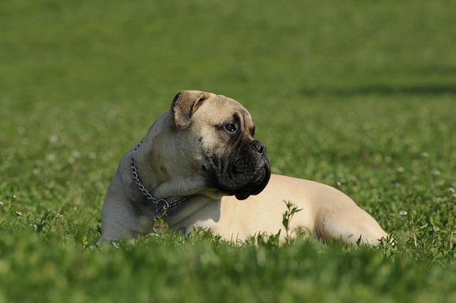 Fiche pratique chien Bullmastiff