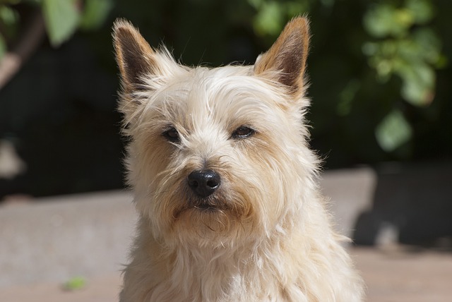 Fiche pratique chien Cairn terrier