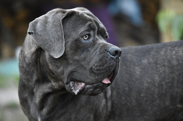 Fiche pratique chien Cane Corso