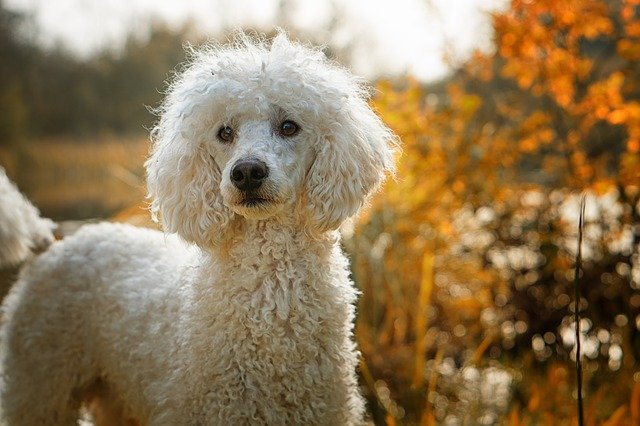 Fiche pratique chien Caniche