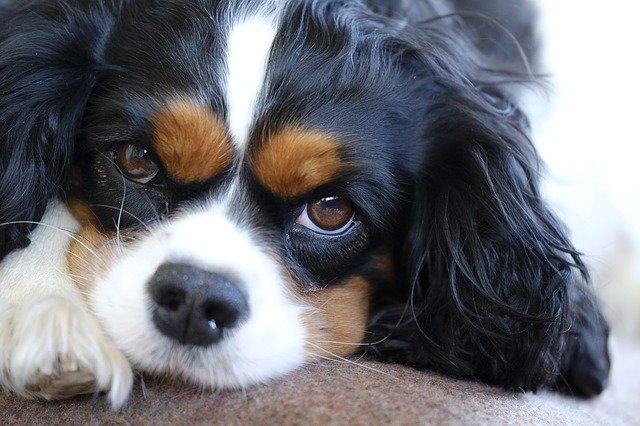 Fiche pratique chien Cavalier King Charles Spaniel