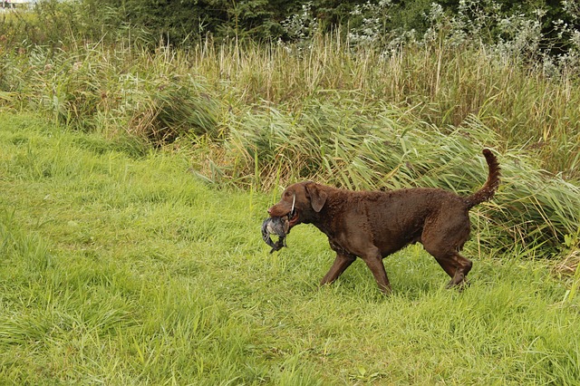 Fiche pratique chien Chesapeake Bay Retriever