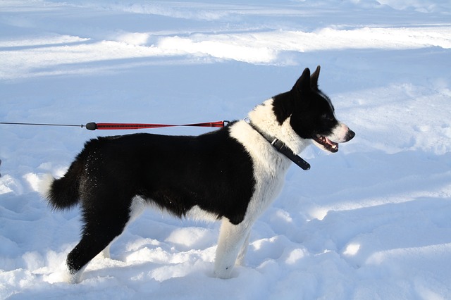 Fiche pratique chien Chien d'ours de Carélie