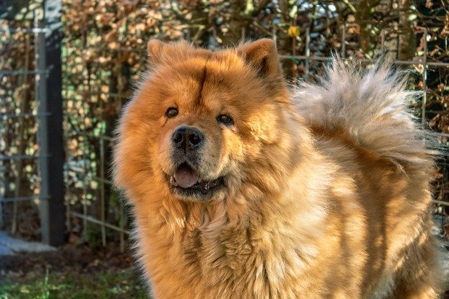 Fiche pratique chien Chow-chow