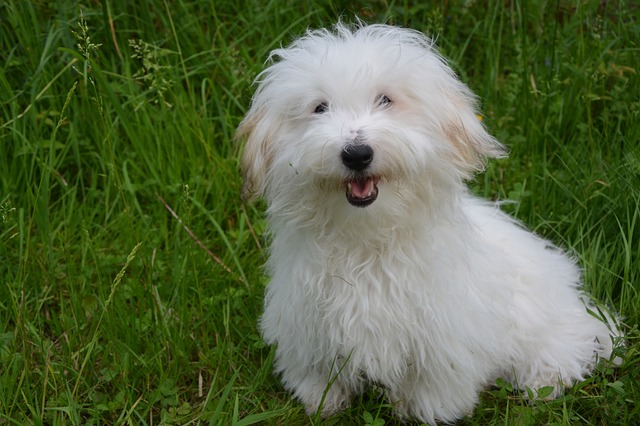 Fiche pratique chien Coton de Tuléar