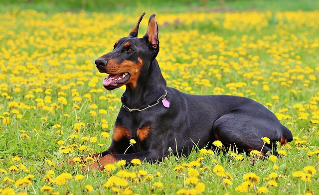 Fiche pratique chien Dobermann