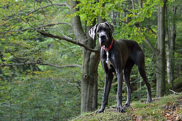 Fiche pratique chien Dogue allemand