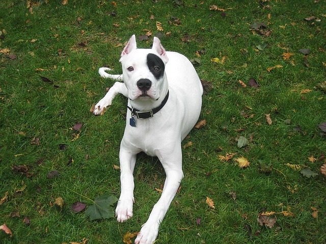 Fiche pratique chien Dogue argentin