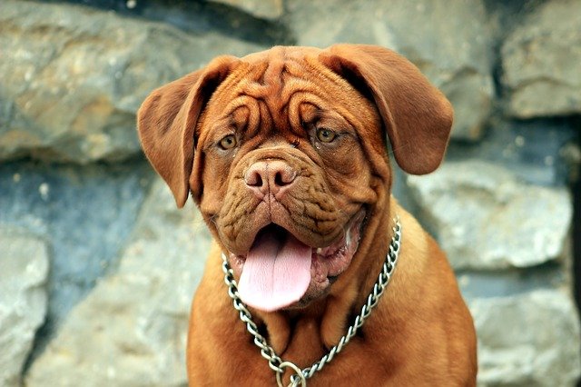 Fiche pratique chien Dogue de Bordeaux