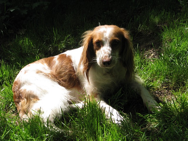 Fiche pratique chien Épagneul breton