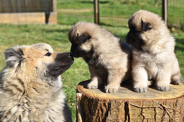 Fiche pratique chien Eurasier