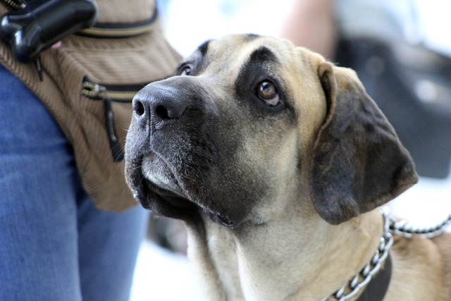 Fiche pratique chien Fila Brasileiro