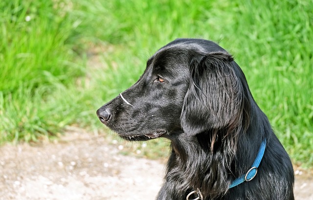 Fiche pratique chien Flat-Coated Retriever