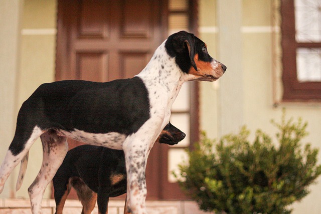 Fiche pratique chien Foxhound américain