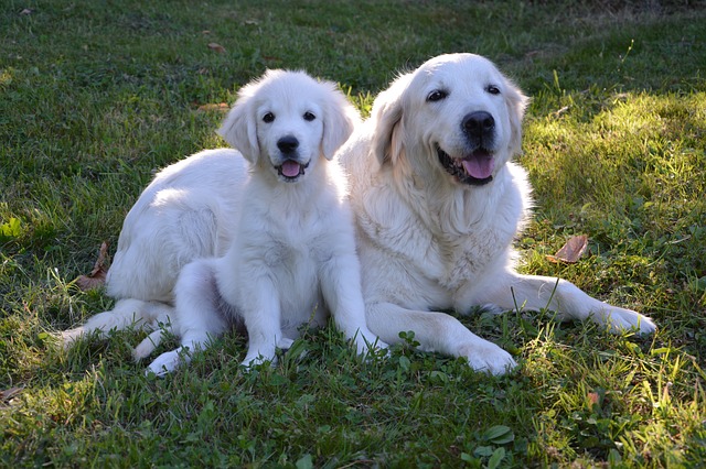 Fiche pratique chien Golden retriever