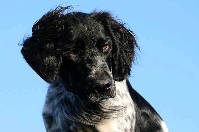 Fiche pratique chien Grand épagneul de Münster