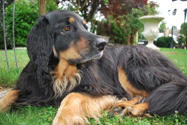 Fiche pratique chien Hovawart