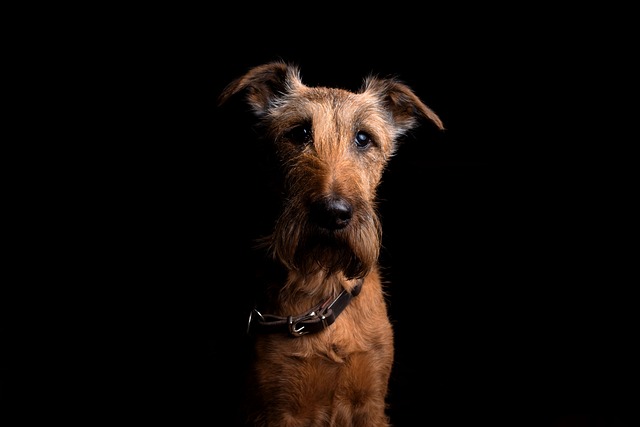 Fiche pratique chien Irish Terrier