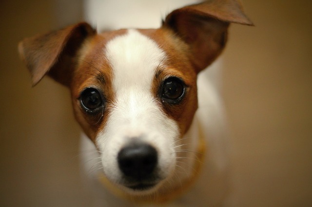 Fiche pratique chien Jack Russell terrier