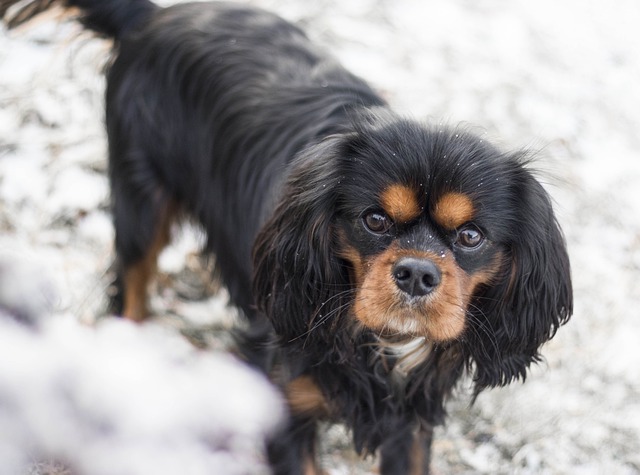 Fiche pratique chien King Charles Spaniel