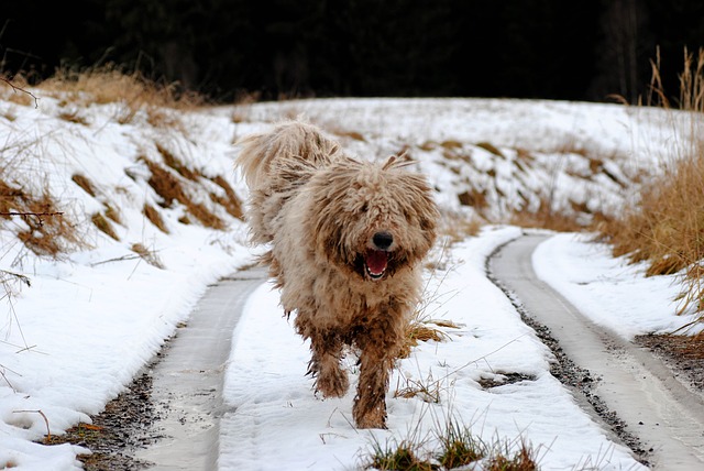 Fiche pratique chien Komondor