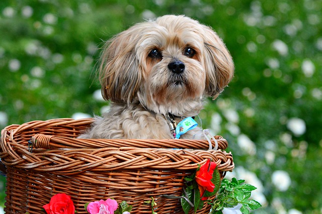 Fiche pratique chien Lhassa Apso