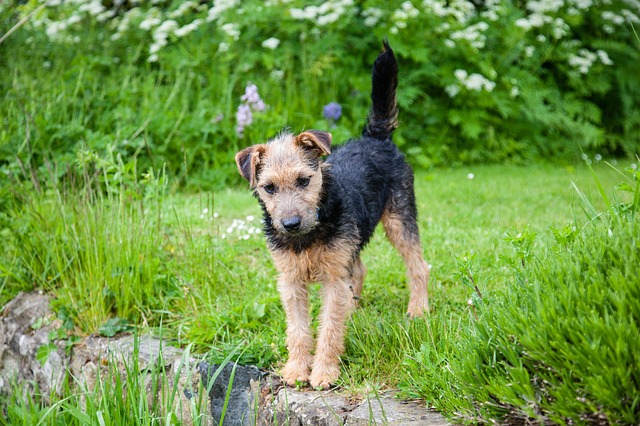 Fiche pratique chien Lakeland Terrier