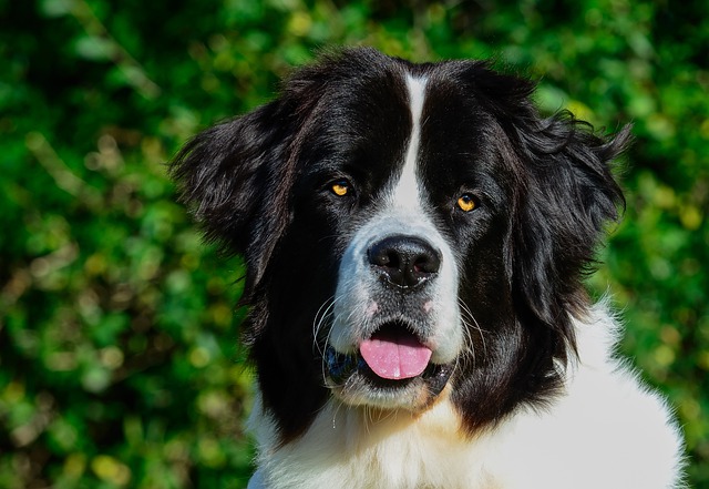 Fiche pratique chien Landseer