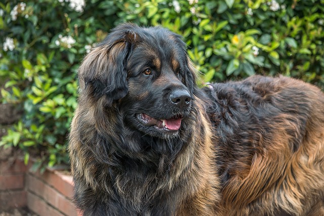 Fiche pratique chien Leonberg