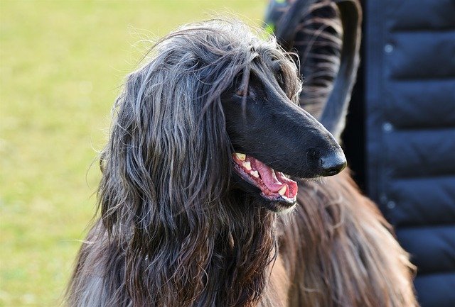 Fiche pratique chien Lévrier afghan