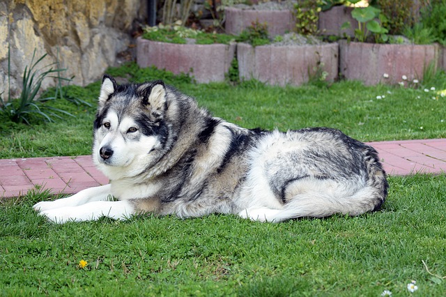 Fiche pratique chien Malamute de l'Alaska