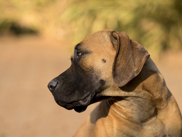 Fiche pratique chien Mastiff