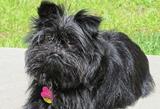 Affenpinscher