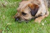 Border Terrier