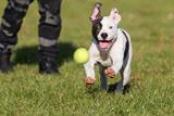 Bouledogue américain