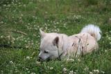 Buhund norvégien