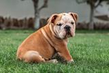 Bulldog anglais