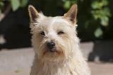 Cairn terrier